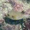 Blackspotted Puffer
