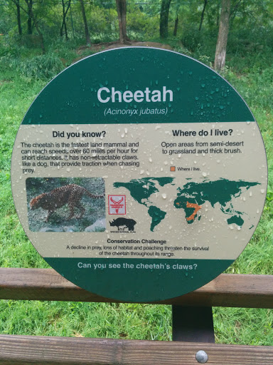 Cheetah Exhibit