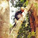 Mico-leão-da-cara-dourada