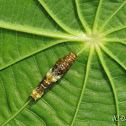 Papilio Caterpillar