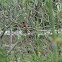 Asian Paradise Flycatcher