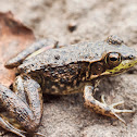 Northern Green Frog