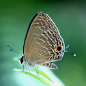 Dark Caerulean