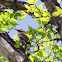 Northern Flicker