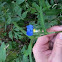 Commelina
