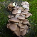 Oyster Mushroom