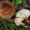 Chestnut dapperling