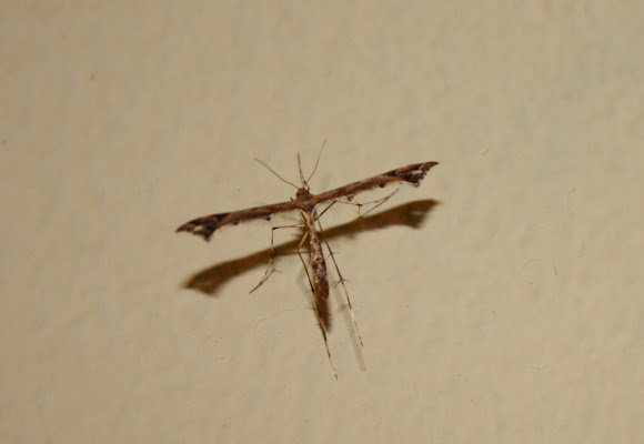 Spotting Image 1