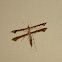 Plume moth