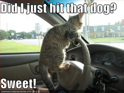 Slike forumaša Funny-pictures-driving-cat-hits-dog%5B9%5D