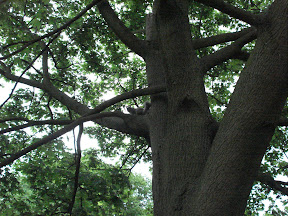 This squirrel kept darting around the tree as I tried to take its picture, I eventually ran around the tree twice to get a shot.