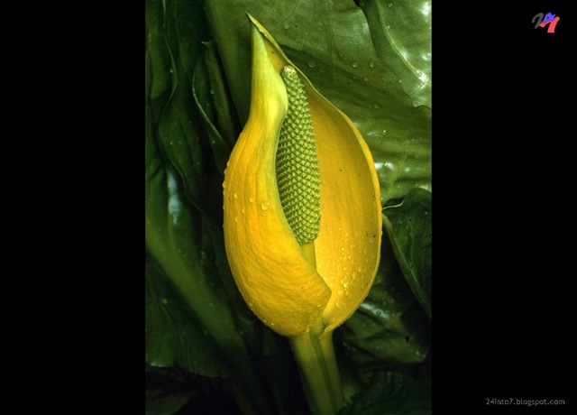 [BK-SeeingGardensp120.jpg]