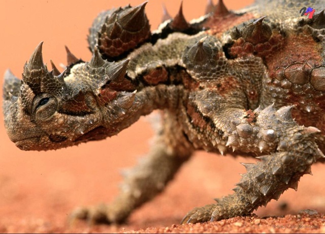 [National Geographic Wallpapers 030.jpg]