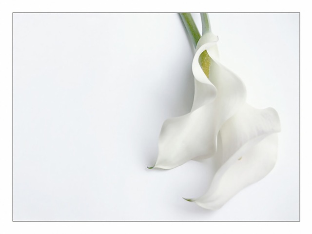 [White_063.jpg]