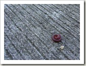 worm2
