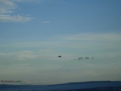 [rcplane[2].jpg]