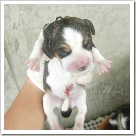 puppy1