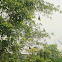 Baya Weaver (Nest)