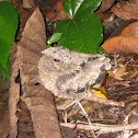Common Pauraque