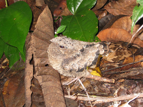 Spotting Image 1
