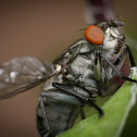 Tachinid fly