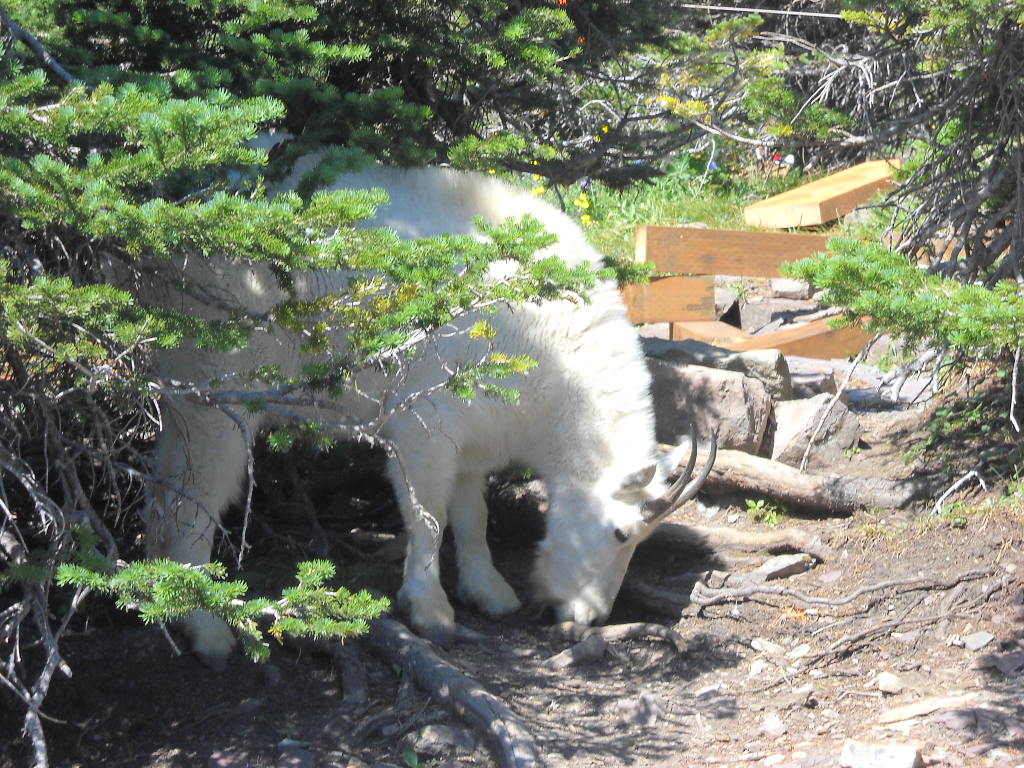 Mountain Goat