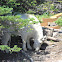 Mountain Goat