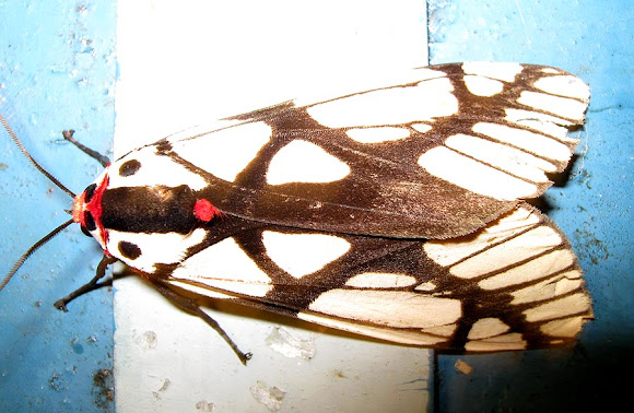 Spotting Image 1