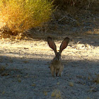 Black-tailed Jack Rabbit