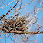 Northern Cardinal nest