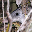 Northern Brown Bandicoot