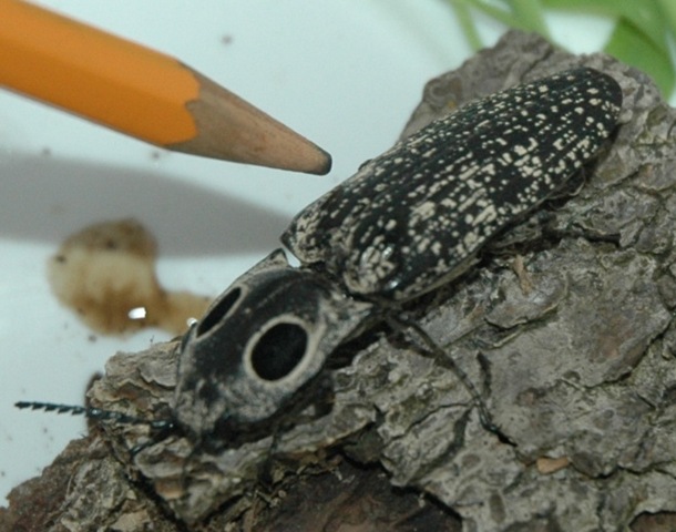 [eyedclickbeetle12.jpg]