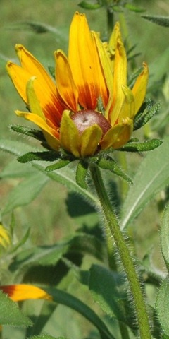 [Blackeyed Susan 3a[3].jpg]