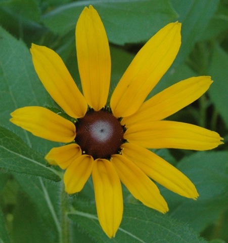 [Blackeyed Susan 2a[2].jpg]