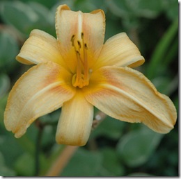 daylily in bloom1