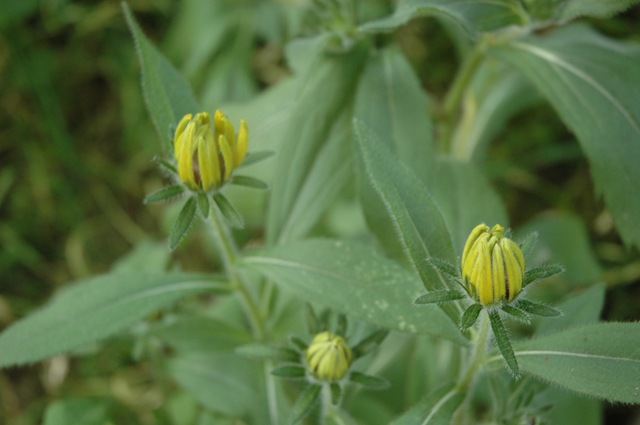 [blackeyedsusan2[2].jpg]