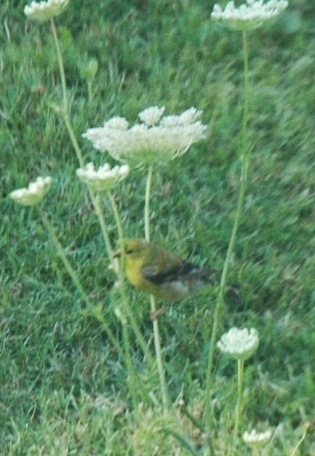 [Goldfinch 2[2].jpg]