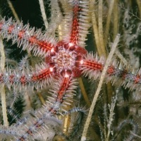 [Common brittlestar[2].jpg]