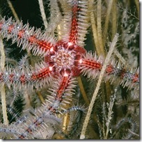 Common brittlestar