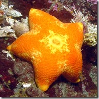 Cushion Star