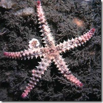 Spiny Starfish