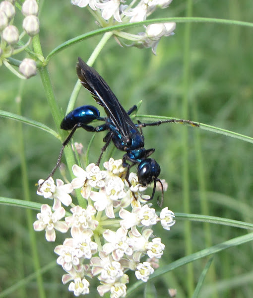 Steel Blue Cricket Hunter Project Noah