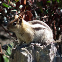Golden-mantled ground squirrel