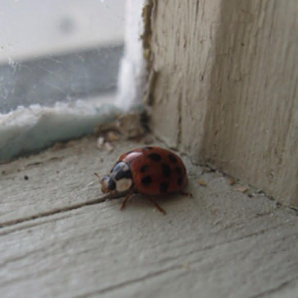 Spotting Image 1