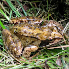 Moor Frog