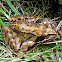 Moor Frog