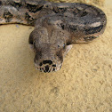 Boa