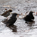 European Starling