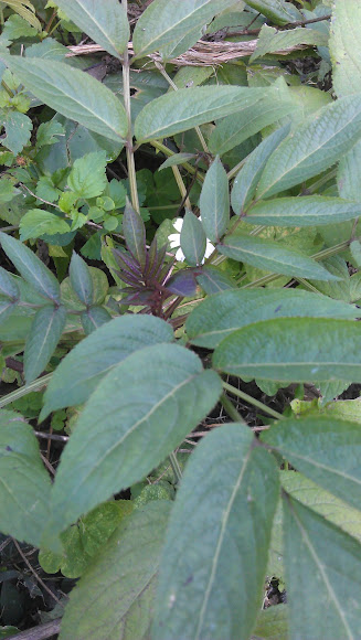 Spotting Image 1