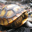 Gopher tortoise